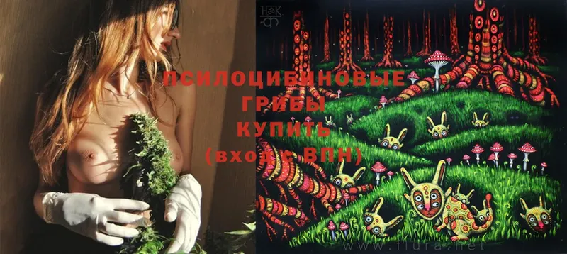 Галлюциногенные грибы Cubensis  Кувандык 